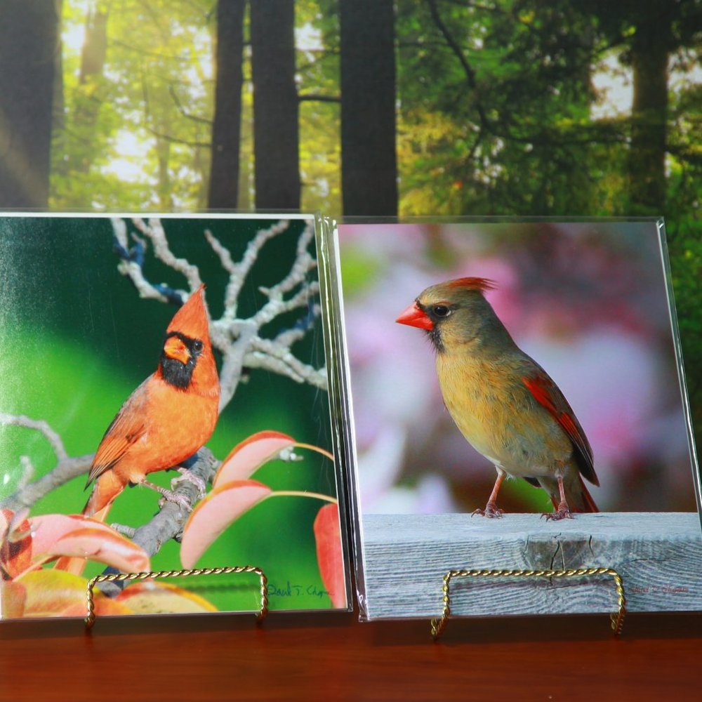 An 8" x 10" Cardinal Photography Set of Two (Male and Female)